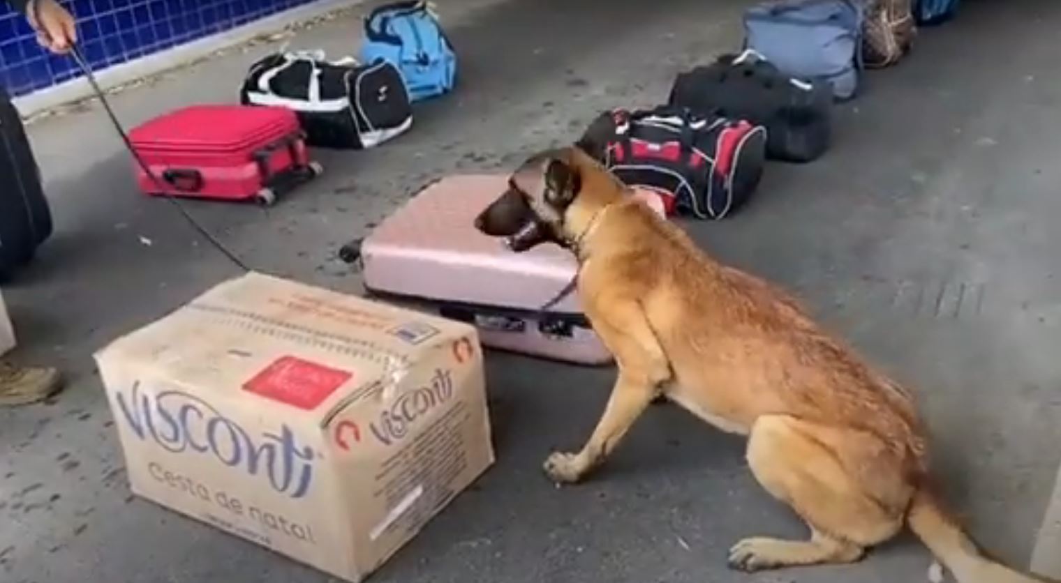 C O Farejador Ajuda Prf A Encontrar Coca Na E Crack Dentro De Nibus Em