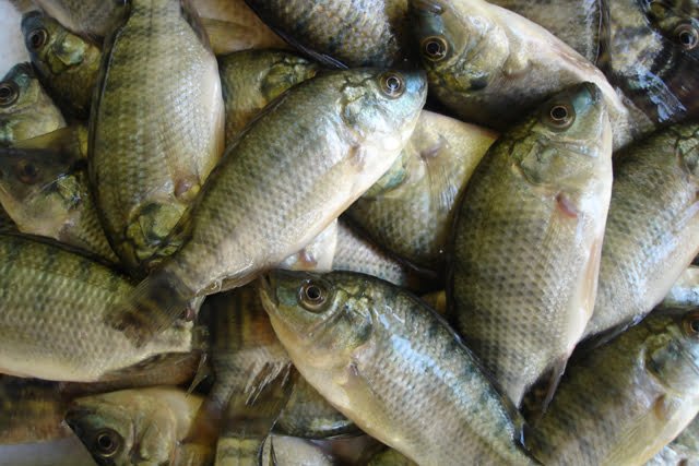Oferta de pescados cresce na região