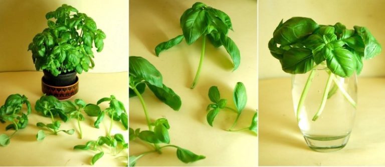 15 Alimentos que você compra uma vez e replanta para sempre