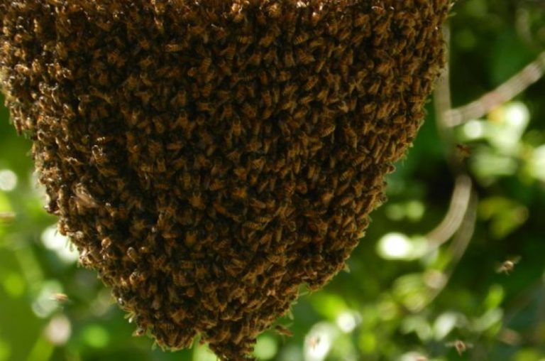 Abelhas atacam pessoas e animais no Monte Pascoal