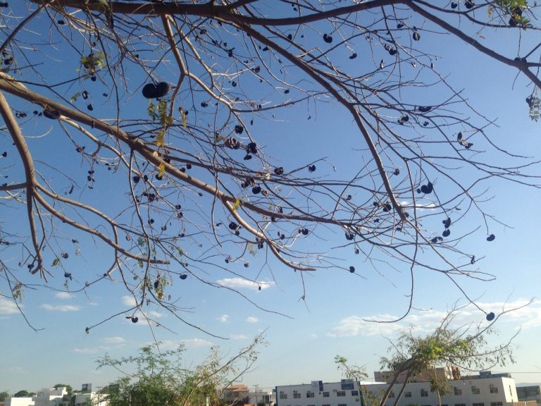 Calor e baixa umidade bate recorde em Guanambi neste sábado – Nível chegou a 10%