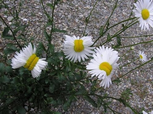 Flores de Fukushima nascem deformadas quatro anos após acidente nuclear