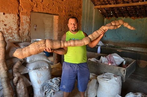 Livramento: Homem colhe ‘mandioca gigante’