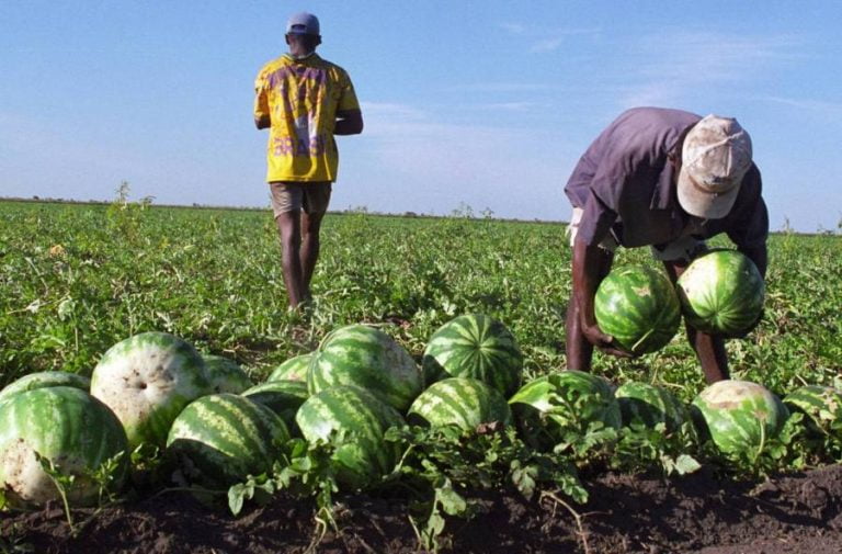 CRESCE PRODUÇÃO DE MELANCIAS EM CANDIBA