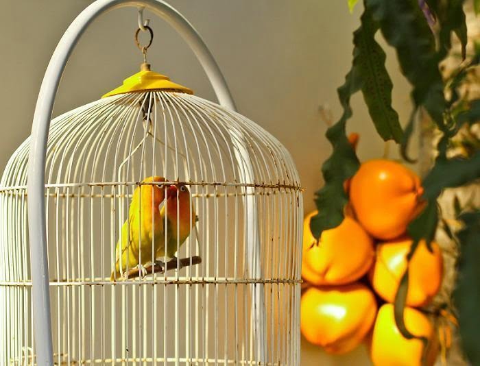 Projeto de lei na Bahia quer proibir o confinamento de pássaros em gaiolas