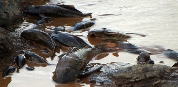 Pescadores convocam ‘Arca de Noé’ por WhatsApp para salvar peixes de dilúvio de lama