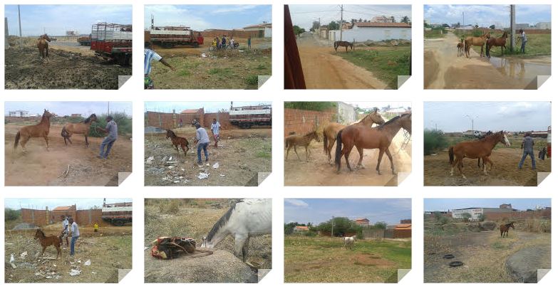 Prefeitura de Guanambi continua operação de recolhimento de animais soltos na zona urbana e rodovias