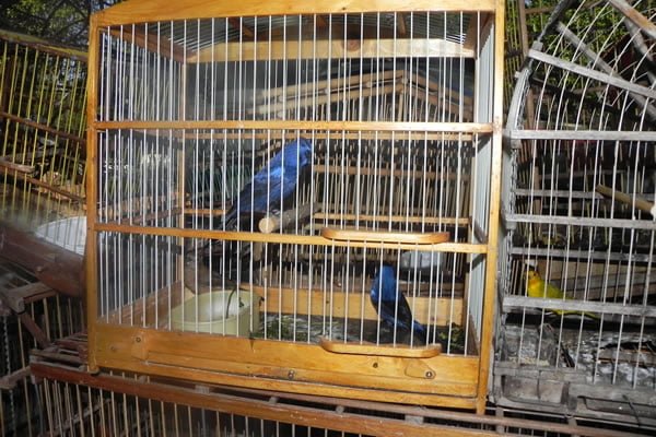 Guanambi: Órgão ambiental faz apreensões de vários pássaros silvestres na feira livre