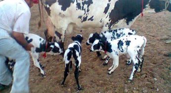 Vaca dá à luz bezerros quadrigêmeos em Pernambuco; fenômeno é raro