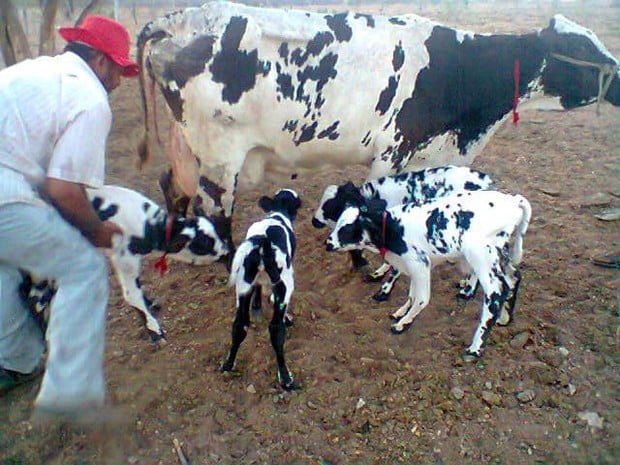 Vaca dá à luz bezerros quadrigêmeos em Pernambuco; fenômeno é raro