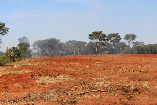 Barreiras perde 5 mil hectares de Cerrado em menos de um ano