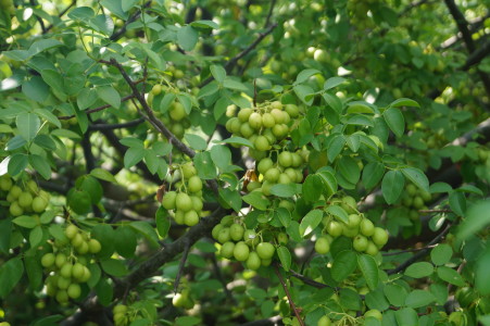 Umbu