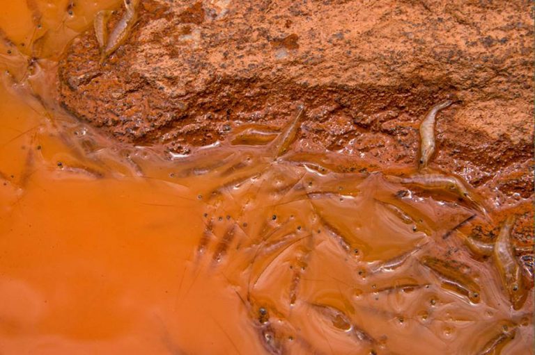 Pesquisadora relaciona surto de febre amarela com contaminação do rio Doce em Minas
