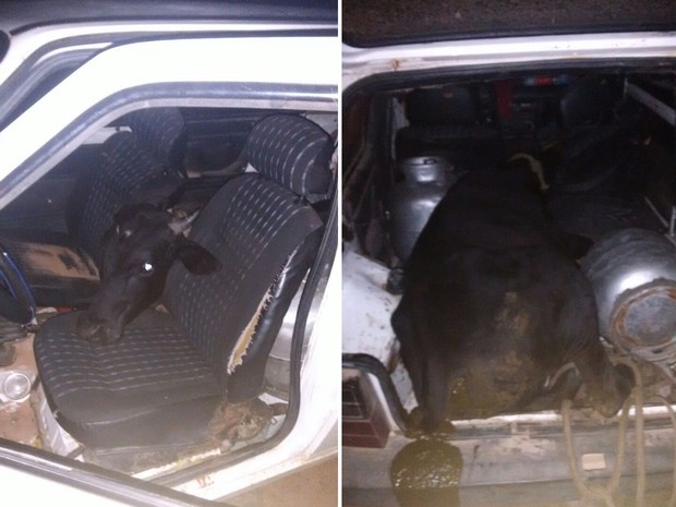 No RN, homem furta boi e coloca o animal dentro de um Fiat Uno