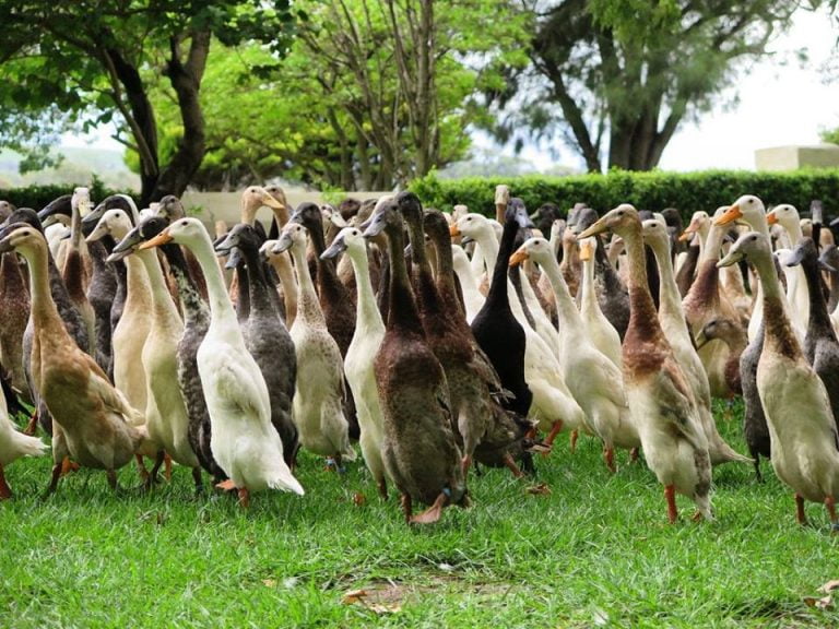 Fazenda usa Marrecos como ‘pesticidas’ na plantação