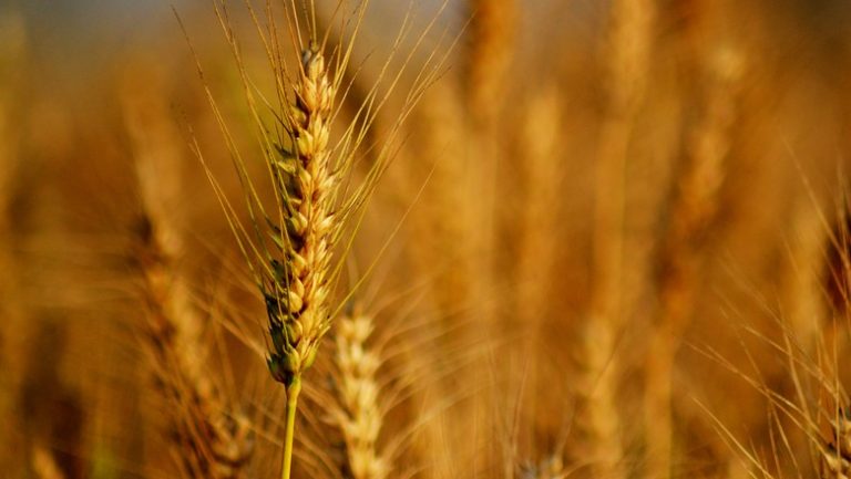 Plantio de trigo avança na Bahia e pode chegar a 20 mil hectares