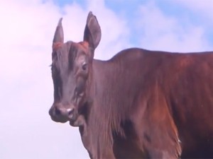 Bahia: Animal com corpo de bovino e cabeça de equino chama atenção de especialistas