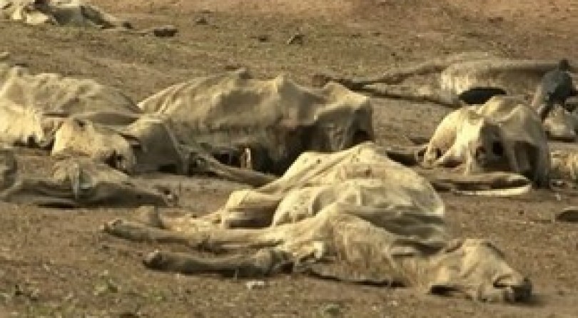 Itapetinga tem 10 meses de seca e animais estão morrendo nas fazendas