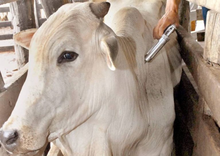Campanha vacinou contra a aftosa quase 96% do rebanho baiano