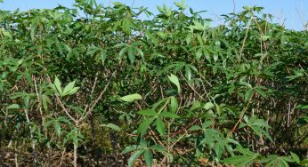 Variedade de mandioca da Embrapa revitaliza produção na região de Guanambi