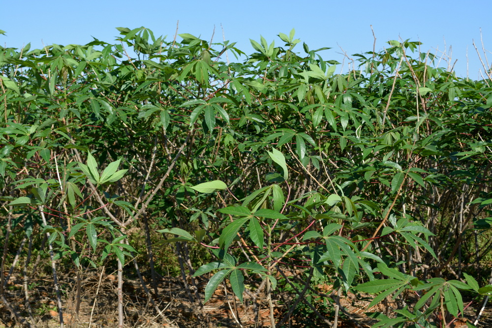 Variedade de mandioca da Embrapa revitaliza produção na região de Guanambi