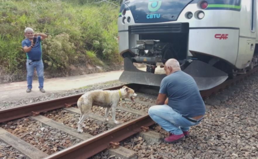 Cachorrinha é encontrada amarrada aos trilhos do metrô em Camaragibe