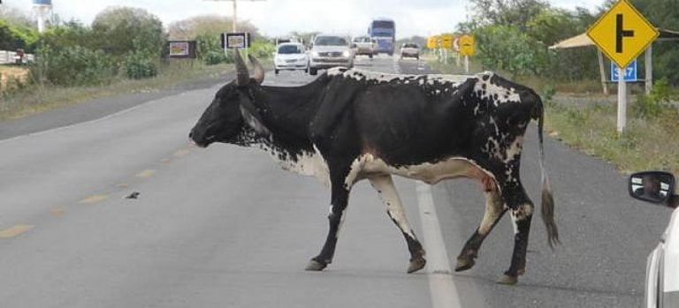 Animais na pista é a 2ª maior causa de acidentes em estradas na Bahia