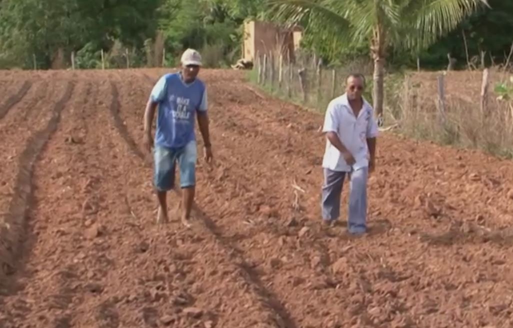 Agricultores abandonam lavouras em Barreiras, na Bahia, por causa da seca