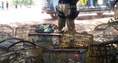 Operação apreende mais de 600 animais silvestres em municípios da Bahia