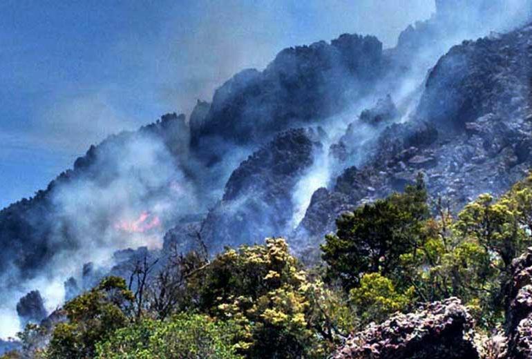 Incêndio já consumiu 350 hectares de mata em Rio de Contas