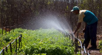 Agricultores familiares debatem importância da semente crioula