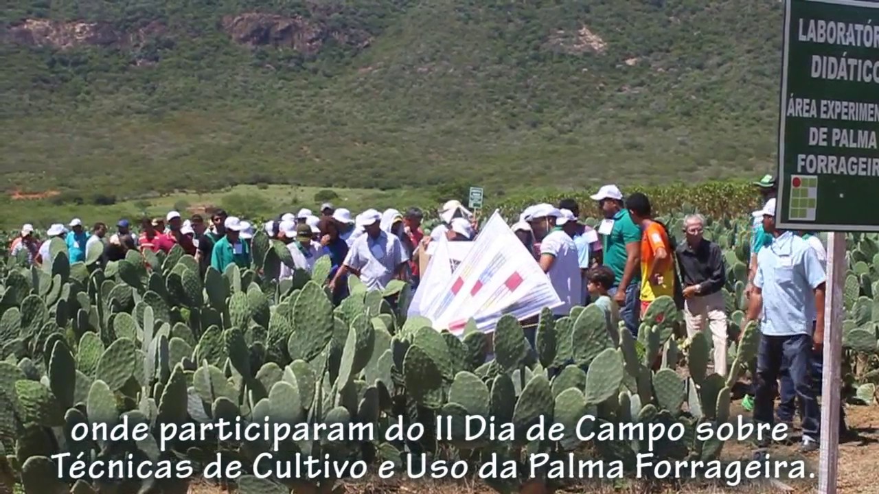 Vídeo: IF Baiano realiza II Dia de Campo sobre cultivo da Palma Forrageira