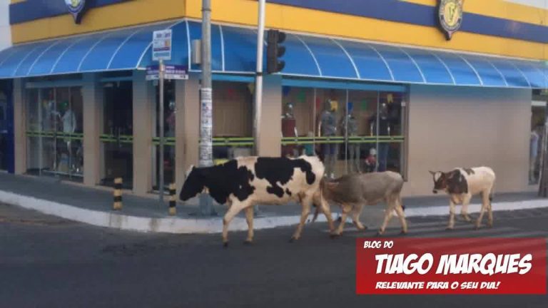 Animais soltos causam transtornos em vias públicas de Guanambi