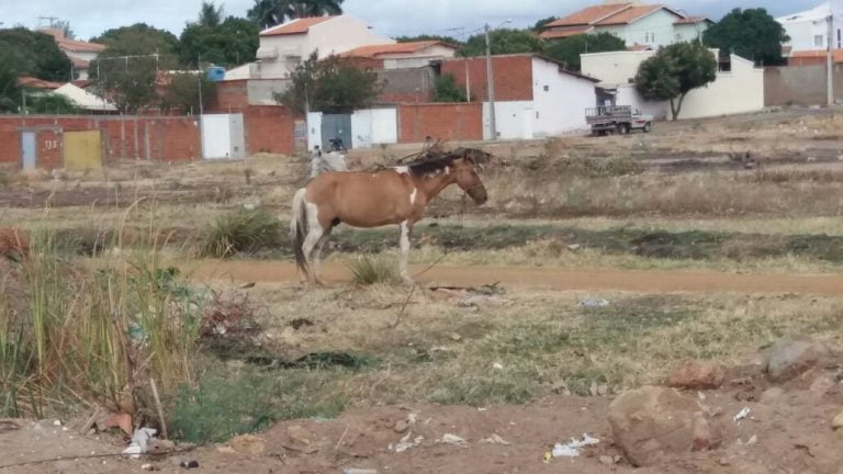 Operação da Superintendência de Trânsito recolhe animais soltos na sede e distritos de Guanambi
