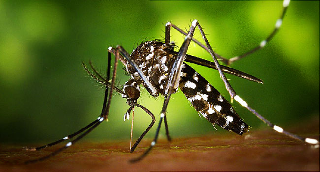 Mutação de vírus da zika impossibilita criação de vacina