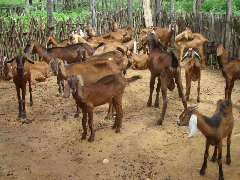 Bahia lidera ranking nacional em rebanhos de cabra, ovelha e produção de peixe