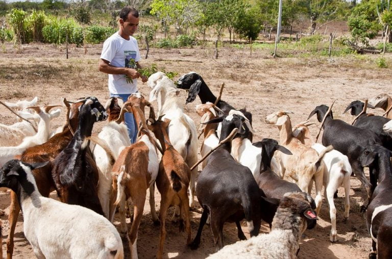 Bahia é o primeiro estado a regulamentar lei de convivência com o semiárido