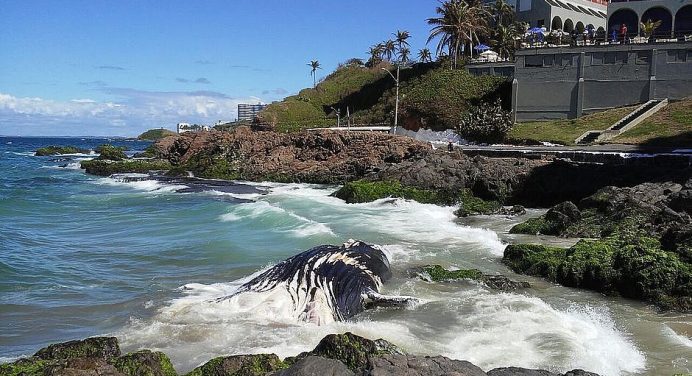 Bahia é o estado com maior índice de baleias encalhadas; só este ano já são 29