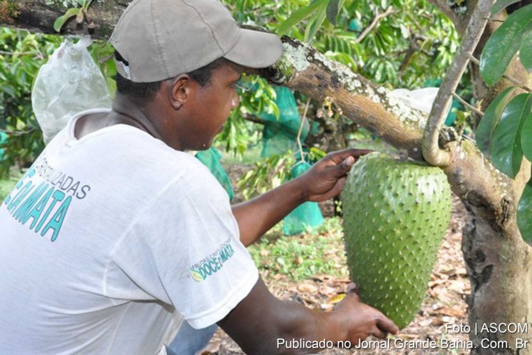 Bahia supera Minas e se torna segundo maior produtor de frutas do país