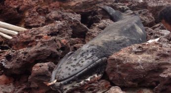 Filhote baleia é encontrado morto em praia do sul da Bahia