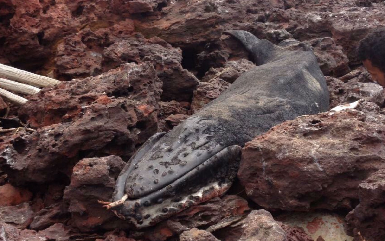 Filhote baleia é encontrado morto em praia do sul da Bahia