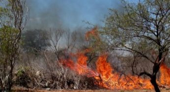 Juazeiro (BA): Polícia incinera quatro mil pés de maconha