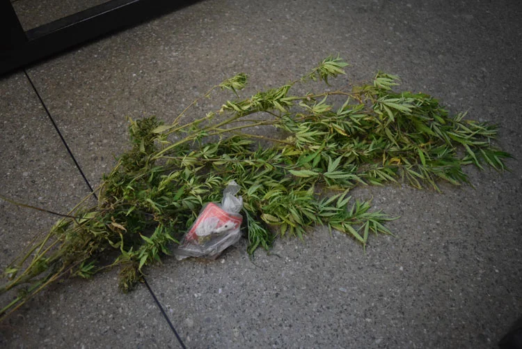 Em Brumado, homem diz que plantou pé de maconha para não financiar o tráfico