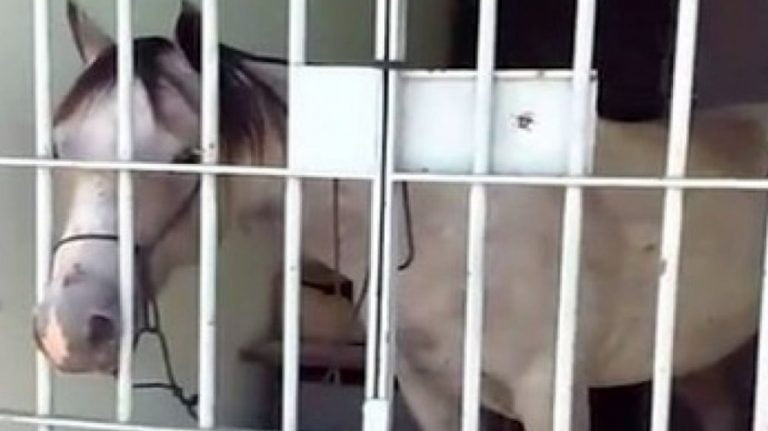 Cavalo é ‘preso’ pela polícia e passa noite na delegacia após dar coice em veículo