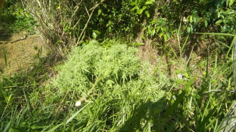 Baixo Sul: Polícia apreende 300 pés de maconha