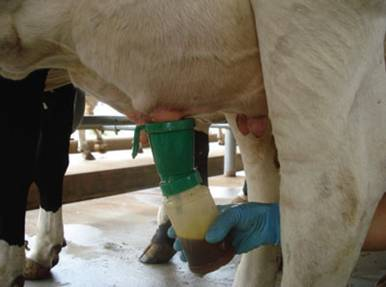 Projeto visa melhorar qualidade do leite e de queijos produzidos na zona rural de Guanambi