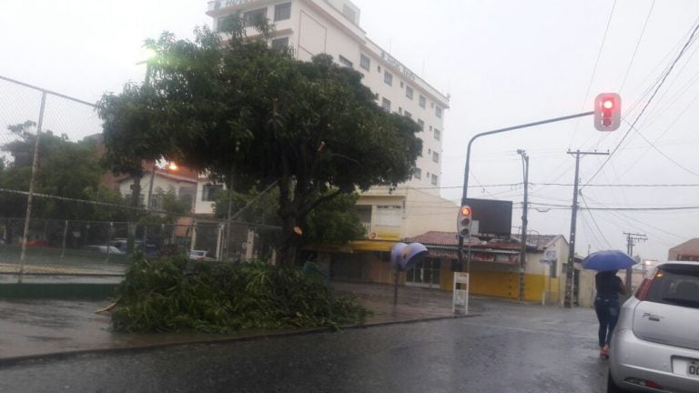 Mangueira é mutilada para dar mais vista a painel publicitário