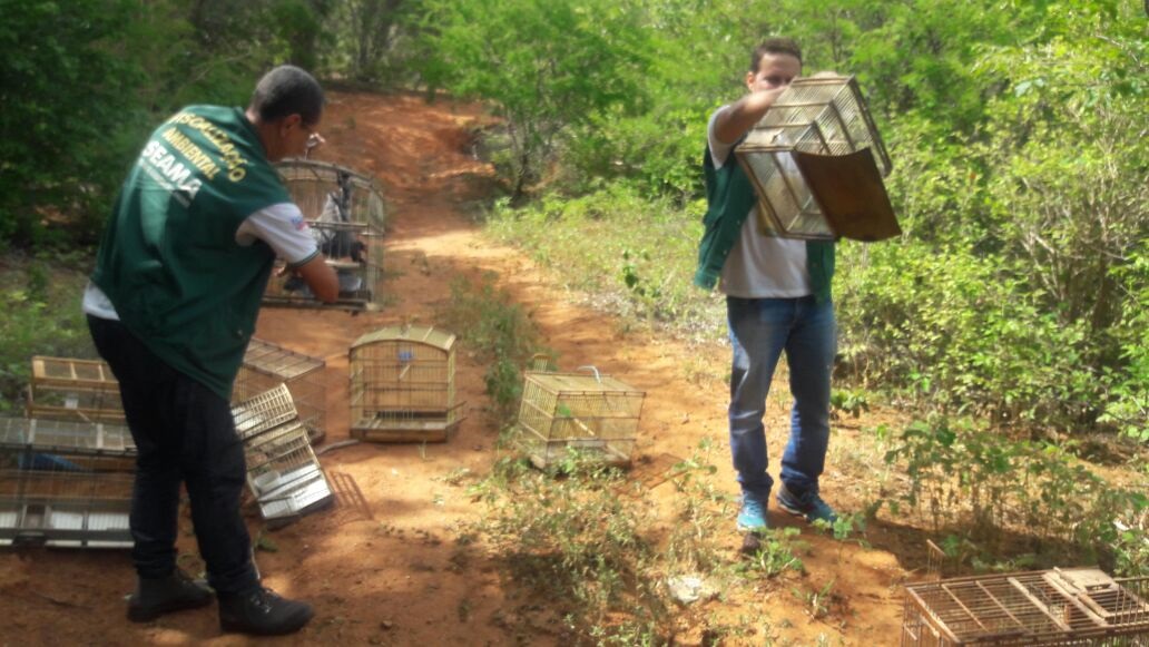 Fiscalização ambiental resulta na apreensão de pássaros silvestres em Guanambi