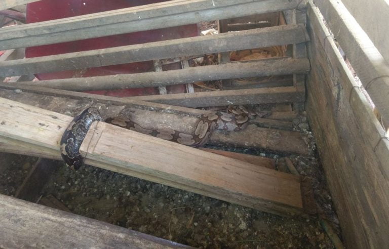 Jiboia de dois metros é encontrada em galinheiro em Montes Claros