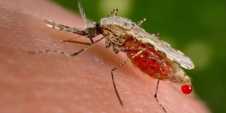 Bahia registra primeira morte por malária e oito registros da doença